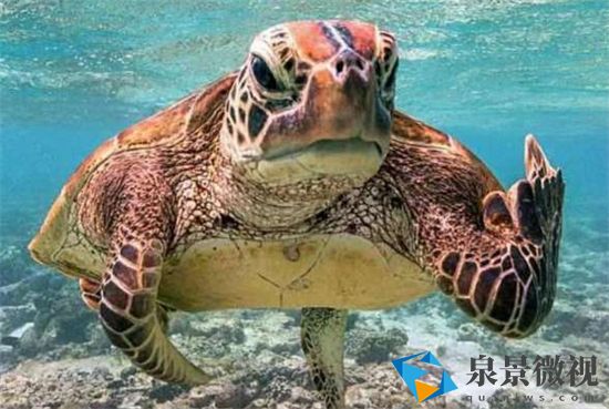 史上最惊悚的十道恐怖海龟汤有哪些 史上最惊悚的十道恐怖海龟汤最新分享