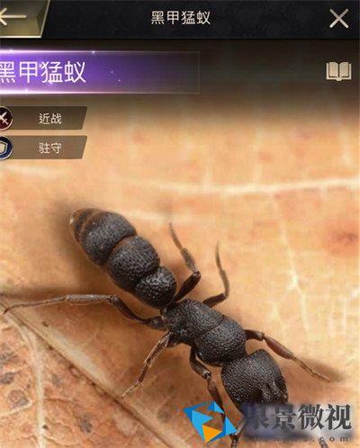 小小蚁国黑甲猛蚁介绍-蚁巢守卫者